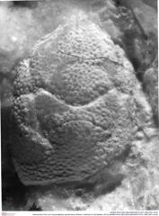 Historisches Foto von Cracensigillatus gracilirostrus (Robins, Feldmann & Schweitzer, 2013) (NHMW-AFW-GEO-BACHMAYER-FOTO-1990-0041-3319)